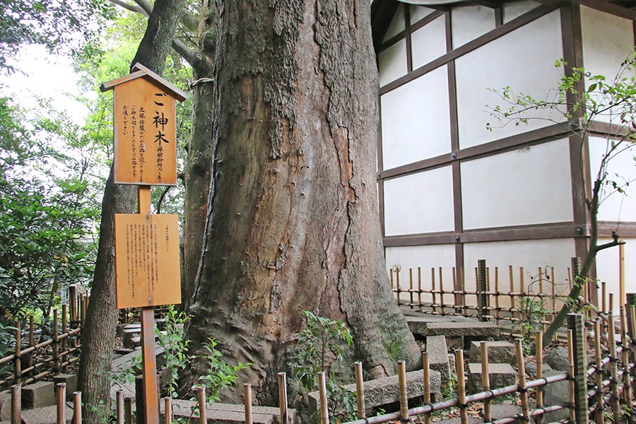 川越氷川神社 御神木の様子